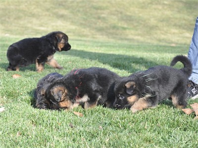 Pink, Red and Green checking out the grass.<br>(White walking behind them)