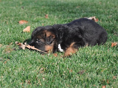 White playing with a leaf in the grass