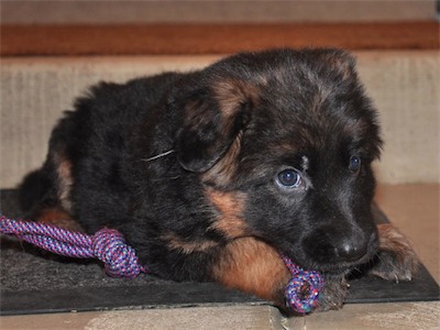 Green laying with the rope tug