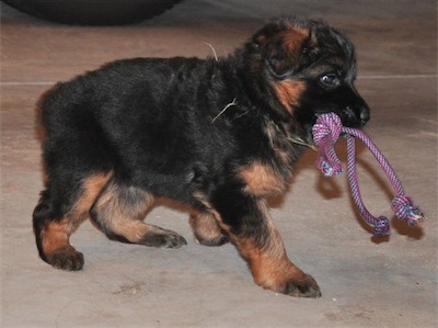Yellow carrying the rope tug