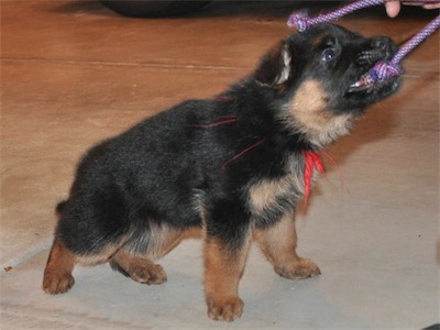 Red playing tug with us