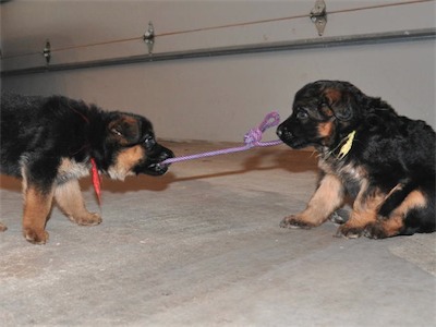 Red playing tug with Yellow