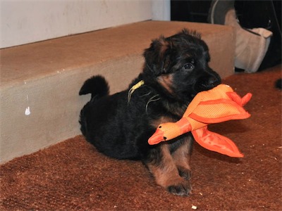 Yellow getting up with the duck