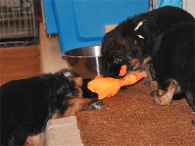 Pink and White fighting over a toy<br>White really does share!