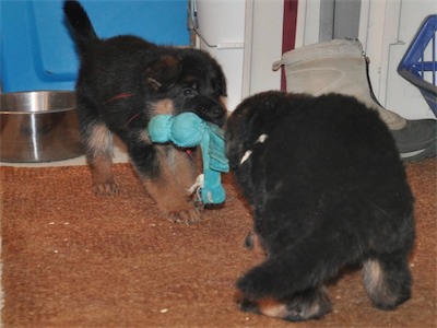 Red and White playing tug with a toy
