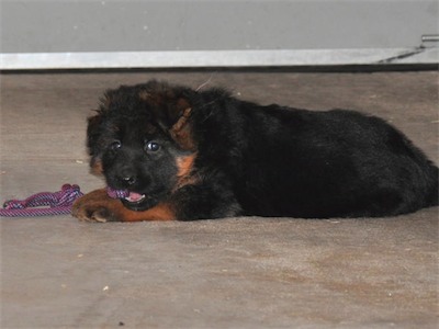 Pink playing with the rope