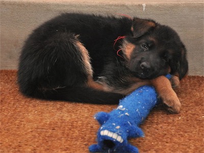 Red napping with a toy