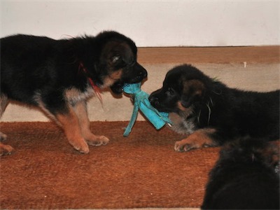 Red and green playing tug