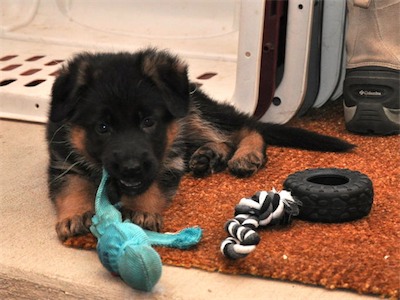 Green playing with toys