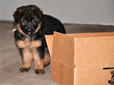 White checking out a box