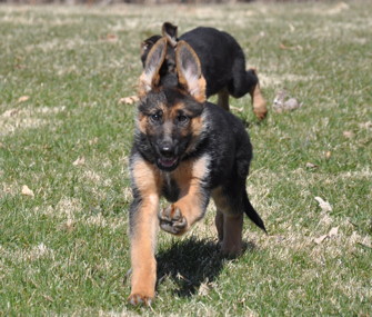 German Shepherd Puppy for Sale