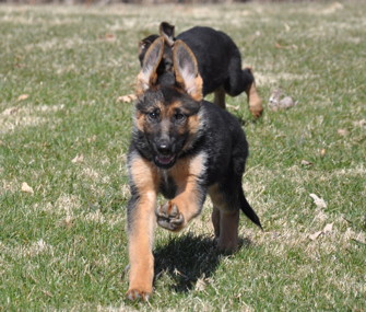 German Shepherd Puppy for Sale