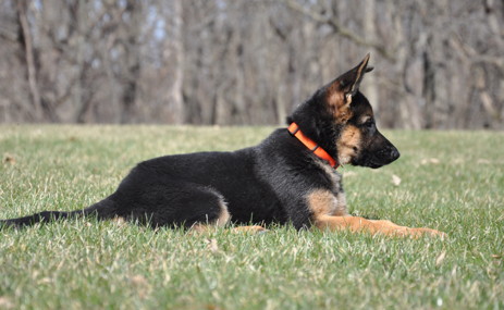 German Shepherd Puppy