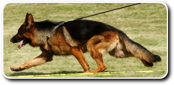 Karo gating around the ring in a dog show