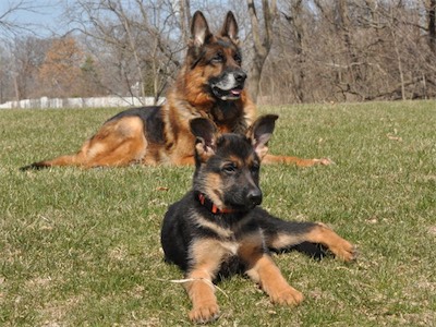 Karo with his daughter from Irana (10 weeks old)