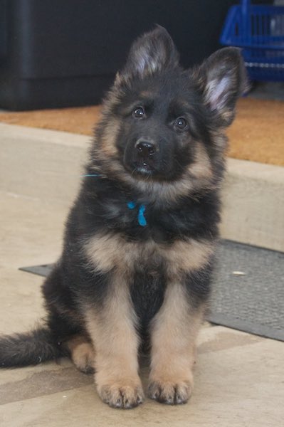 long haired german shepherd puppies