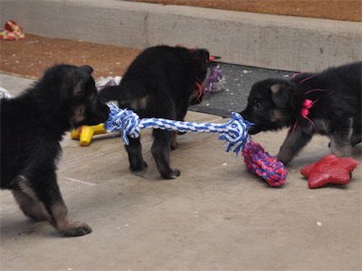 Gtreen and Pink playing with a different tug.<br>Pink is close to being pulled over the line.