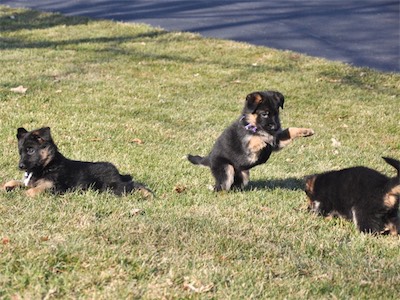 Plum pouncing to get Orange to play<br>(White laying to the left)