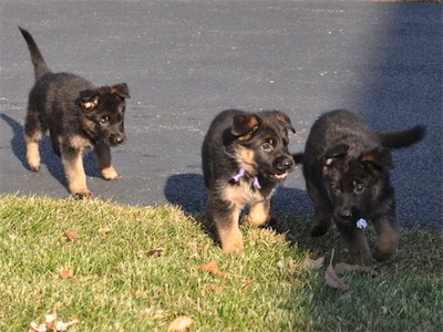 Orange, Plum & White playing follow the leader