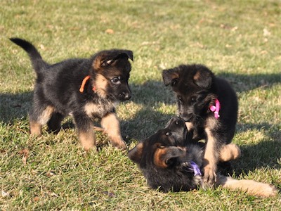 Orange watching Pink & Plum wrestle