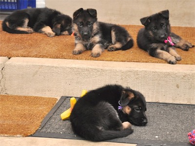 All that activity makes for some tired pups<br>Yellow, Orange, Pink & Plum (in front)