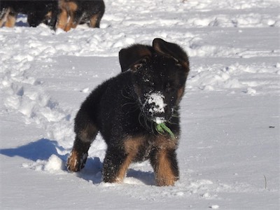 Green heads to his home later this week, but loves the snow!