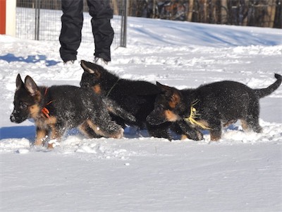 Orange leading the way in the fresh snow.