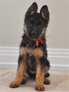 Orange Girl<br>at 8 weeks old