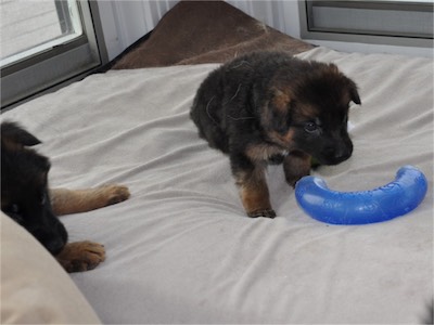 Pink watching me while White plays with the toy