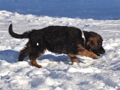 White checking out the snow for the first time.