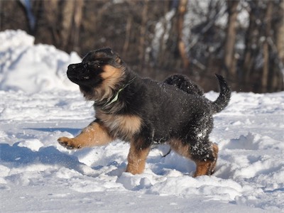 Yellow shaking off some snow.