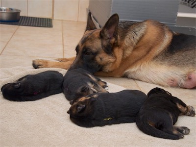 Balti and her puppies