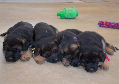 Blue, Yellow, Purple & Pink are tired from playing