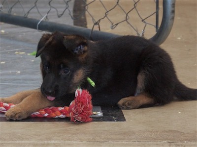 Green with a rope toy