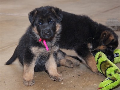 Pink looking adorable, while Green plays with the snake