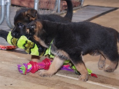 Green (front) and Blue (back) carrying the snake together