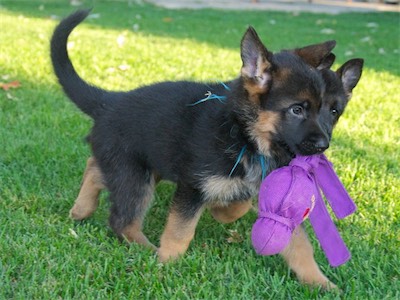 Blue & Green sharing a toy