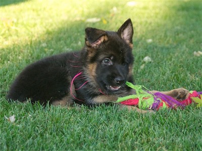 Pink enjoying her own toy