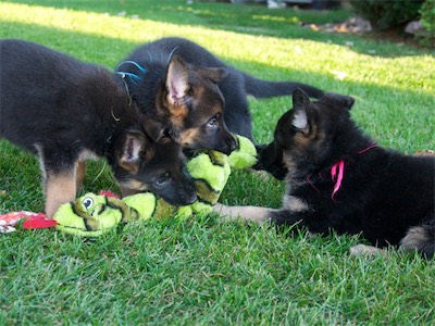 Green, Blue & Pink with the snake toy