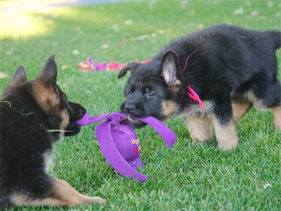 Green and Pink playing tug together