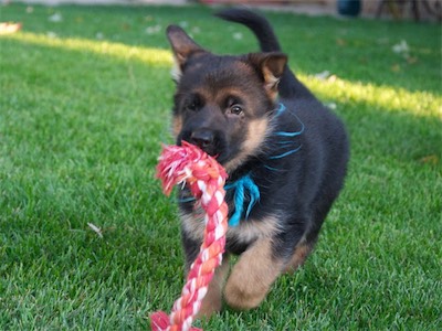 Blue with a small tug