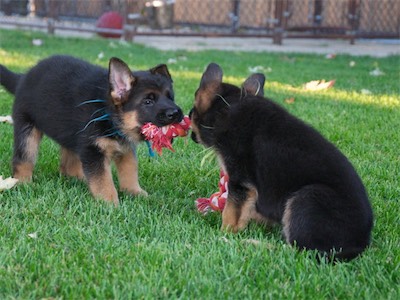 Green wants the rope tug from Blue