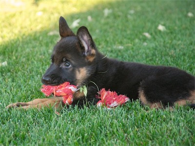 Green chewing on the rope