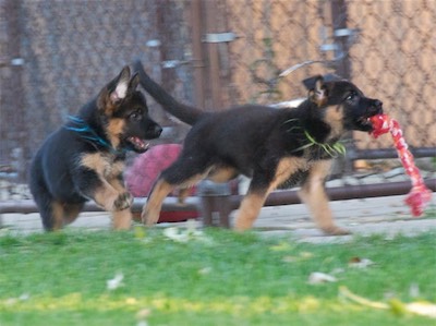 Blue trying to get the rope tug back from Green