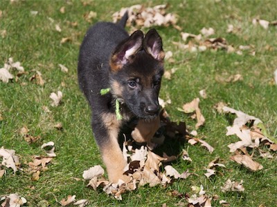 Look at Green's focus; ears pulled tight together