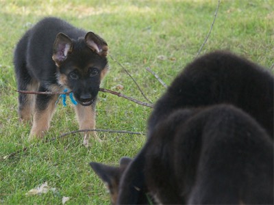 Blue enjoying the stick