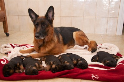 Lotta with her puppies