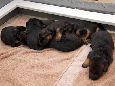 Nap time after playing and taking pictures. They still tend to sleep in a pile.