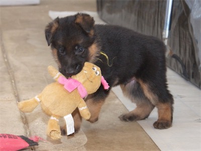 I love my stuffed toy! (Yellow)