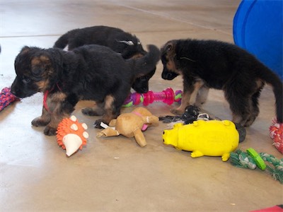 Red, White & Yellow picking out their next toy to play with.